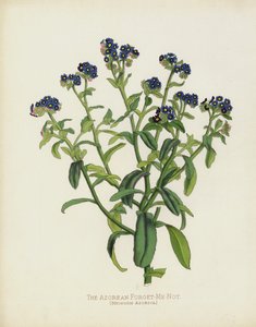 O Esquecer-Me-Açoreano, Myosotis Azorica de English School